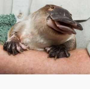 Meet your Posher, Nick